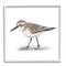 Stupell Industries Nautical Sandpiper Bird on Sand Speckled Feathers in White Frame Wall Art